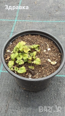 Мащерка маточина , снимка 2 - Градински цветя и растения - 49722027