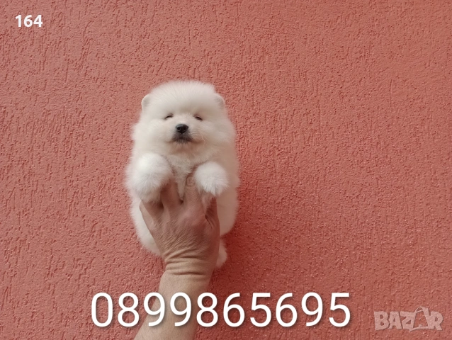 Бели Померани. Реални снимки от 06.04.26 г. , снимка 6 - Померан - 54112405