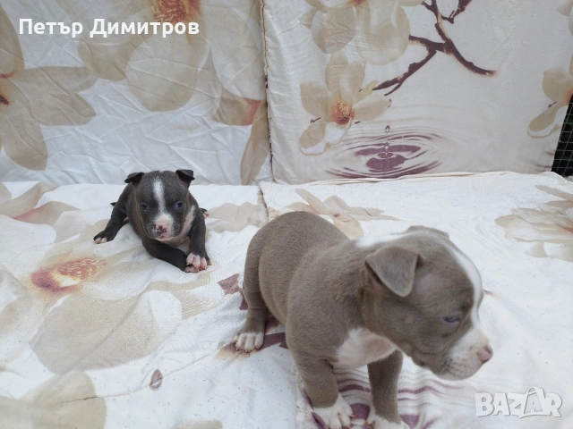 американско були покет , снимка 10 - Други - 54234473