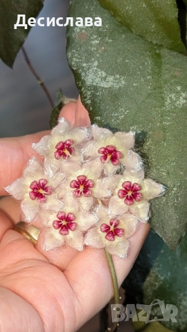 Хоя/ Hoya (резници-cuttings) 