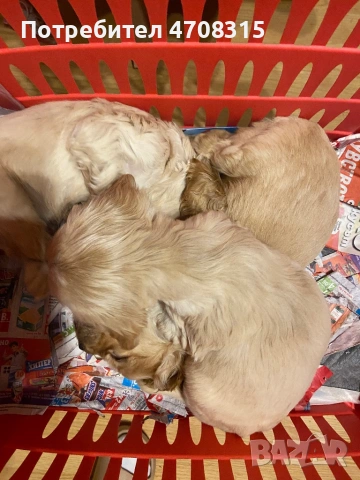 Кокер шпаньол игриво момченце, снимка 8 - Кокер шпаньол - 53724874