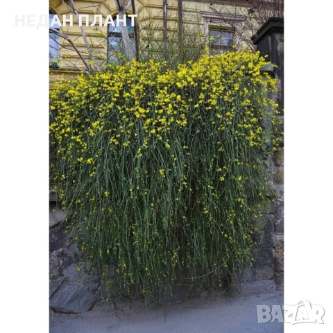 Зимен жасмин, снимка 2 - Градински цветя и растения - 51984925