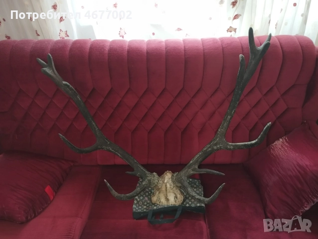 Красив трофей от елен, снимка 4 - Антикварни и старинни предмети - 52793539