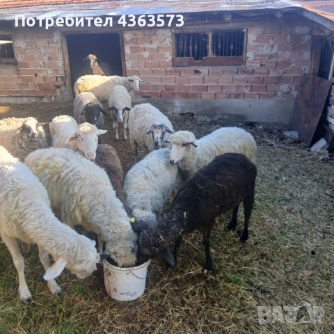  Продавам биволи и овце, снимка 2 - Крави - 52411960