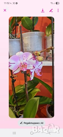 Фаленопсиси в сямополивни саксии 