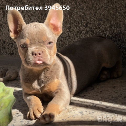 Изабела тен френско момче 