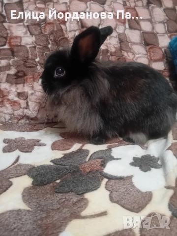 Подарявам женско зайче