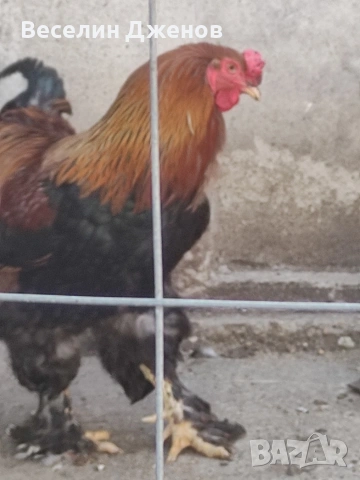 яйца от черояребична брама, снимка 3 - Кокошки и пуйки - 53815528