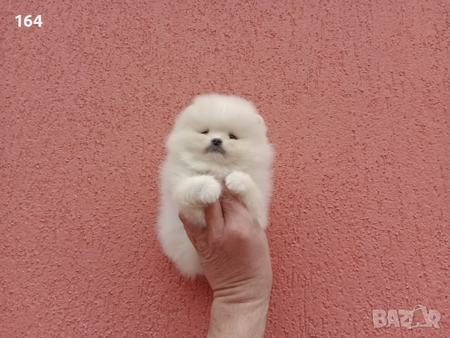 Чисто бели мини Померани. Реални снимки !!!, снимка 6 - Померан - 53883222