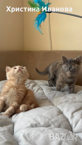 Британски котета , снимка 6 - Британска късокосместа - 53736554