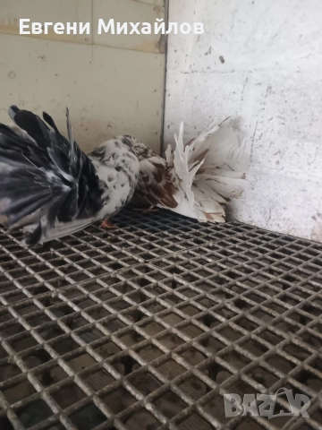 Фенерлии , снимка 5 - Гълъби - 52901917