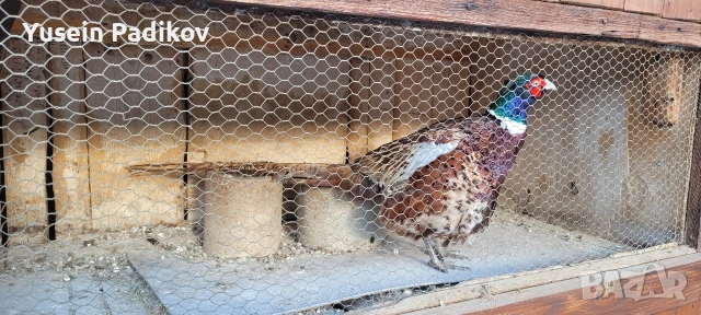 мъжки и женски фазан