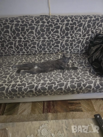 Подарявам красива котка, снимка 3 - Руска синя котка - 53387699