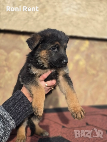 Немски Овчарки !, снимка 3 - Немска овчарка - 52650450