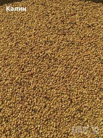 люцерново семе сорт Плевен 6