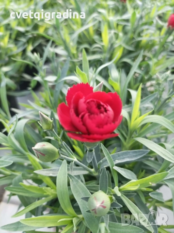 Червен нискостеблен карамфил