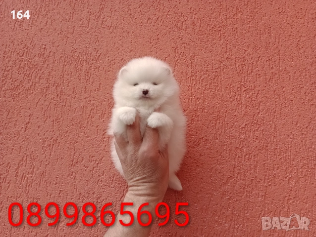 Померани. Реални снимки от 29.03.26 г. , снимка 12 - Померан - 54015787