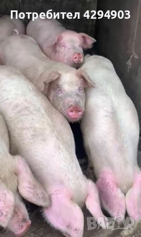 Продавам прасета