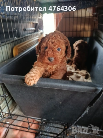 Пудел той, снимка 3 - Пудели - 53827299