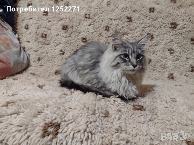 Мейн куун момче и момиче, снимка 5 - Мейн кун - 52748404