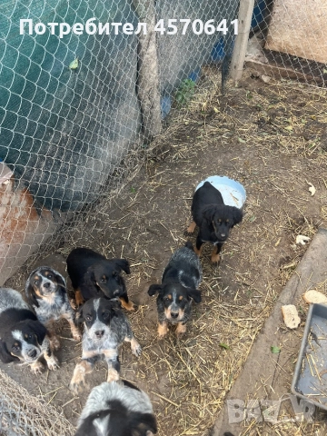 Подарявам малки кученца Епаньол Бретон , снимка 9 - Други - 51468131