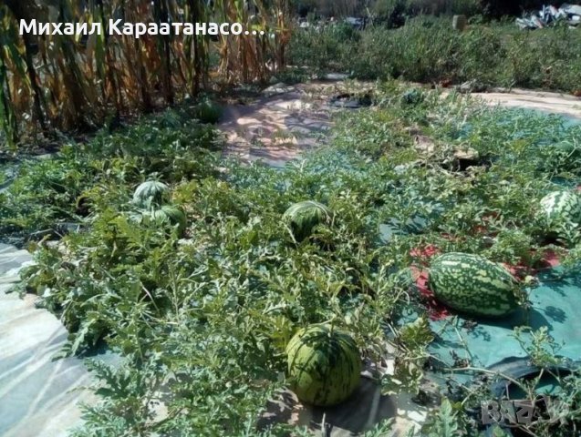 Винилна мрежа(МЕШ, MESH), приложима в строителството и селското стопанство, снимка 4 - Огради и мрежи - 45956846