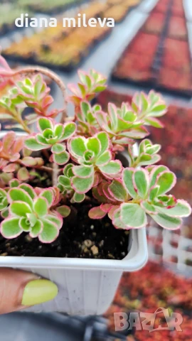 Седум Триколор, Sedum Spurium Tricolor, снимка 9 - Градински цветя и растения - 49945477