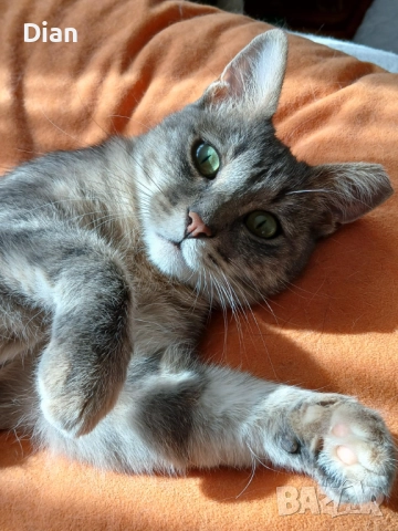 Подарявам котка, Синьо Таби, женска, кастрирана 