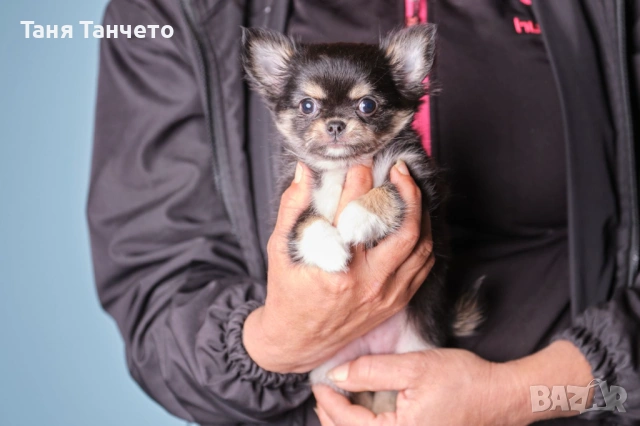 Чихуахуа Възможност за доставка , снимка 5 - Чихуахуа - 53994420