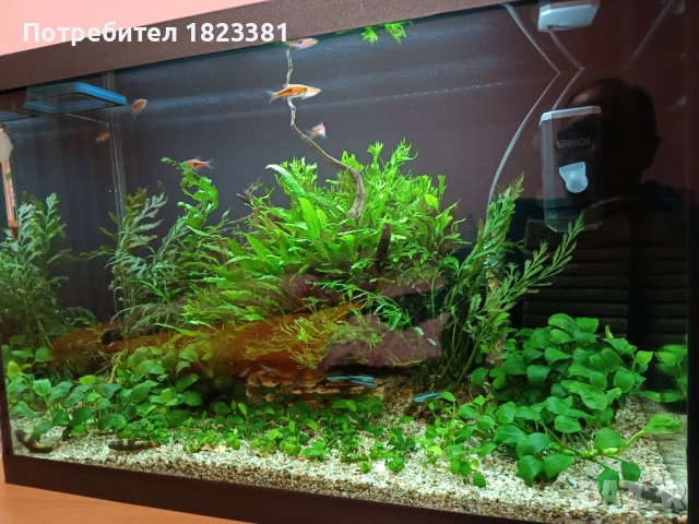 Напълно оборудван и работещ аквариум , снимка 14 - Аквариуми - 49185034