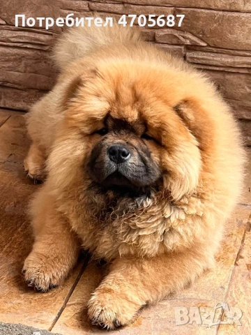 Чисто кръвни бебета със родословие, снимка 3 - Чау Чау - 54082240