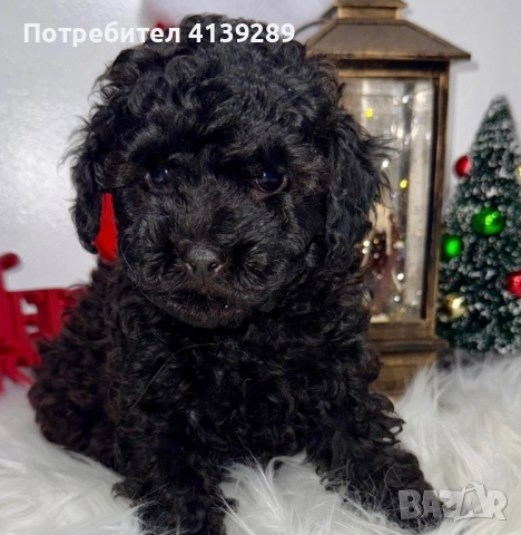 Пудел мини мини , снимка 3 - Пудели - 52754833