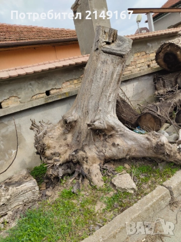 Дървен материал на трупи , снимка 6 - Други - 53972698