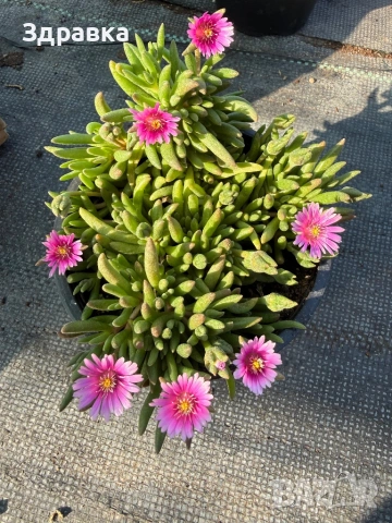 Делосперма 9 цвята