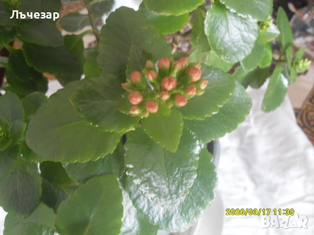 Продавам цвете "КАЛАНХОЕ"