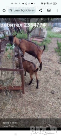 френски алпин, снимка 1