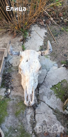 Кукерски маски конски опашки на бич черепи, снимка 10 - Антикварни и старинни предмети - 53122095