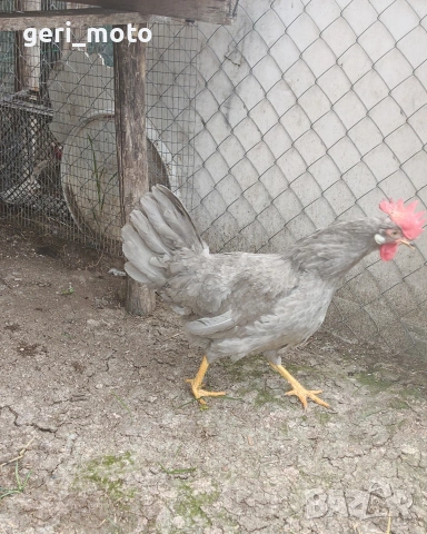 Оплодени яйца от Легхорн Лавандула, снимка 2 - Кокошки и пуйки - 54199634