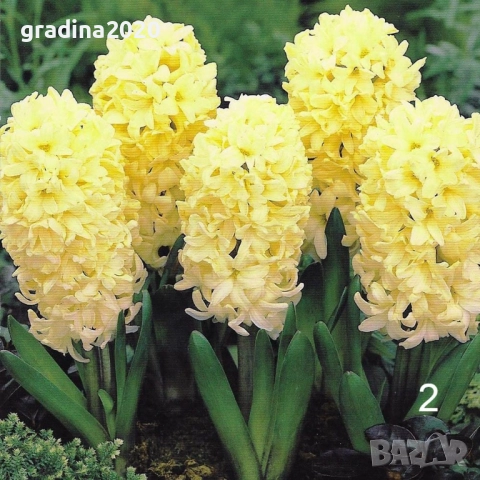   Луковици на Зюмбюл - 7 вида