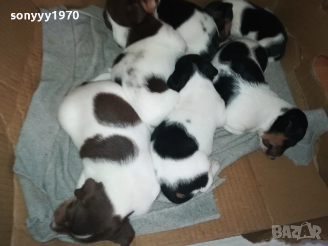 ДЖАК РЪСЕЛ КУЧЕНЦА 250ЛВ ЗА ЕДНО 0609251949, снимка 10 - Джак ръсел териер - 51628068