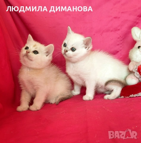 Шотландски мъжко женско , снимка 4 - Британска късокосместа - 53744127