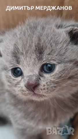 Малки сладкишчета търсят своето семейство, снимка 2 - За котки - 53881582