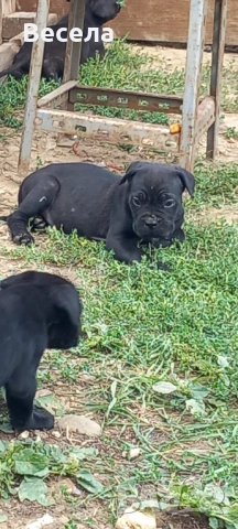 Чистокръвни Кане корсо  на 60дни, снимка 1