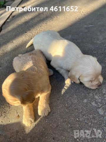 кокерчета, снимка 5 - Шпаньоли - 52281572