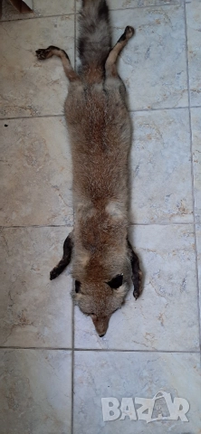 Кожа шал от лисица , снимка 6 - Антикварни и старинни предмети - 52920531