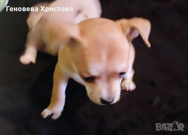  Чистокръвни пинчери!Мъжко и женско!, снимка 11 - Пинчер - 53620606