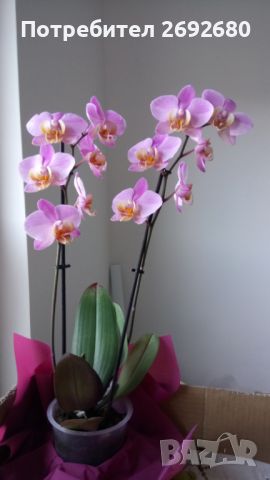 Орхидеи с два цветоноса, снимка 5 - Стайни растения - 45097417