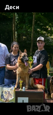 немско овчарско куче, снимка 7 - Немска овчарка - 52870357