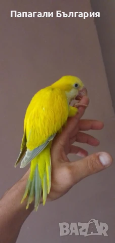 Папагалче Монах , снимка 2 - Папагали - 50712132