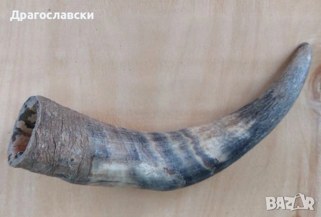Рога, рогове: Кух рог  - 20, 15, 19 см, плътен, дръжка, снимка 9 - Други - 46576361